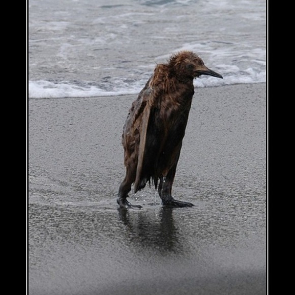 Meet your Posher, David - Picture 1 of 1